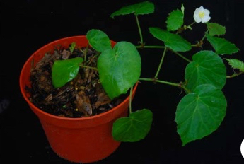 B. manuselaensis